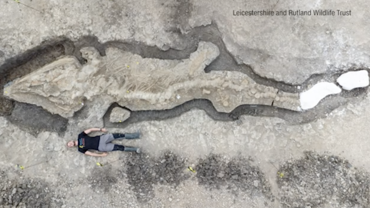 Giant 180 million-year-old fossil discovered in U.K. Best dual lands mtg